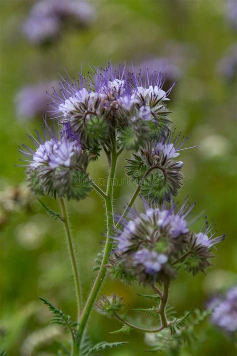 Purple Phacelia Field in German Rural Landscape Stock Photo - Image of phacelia, leaves: 135360730