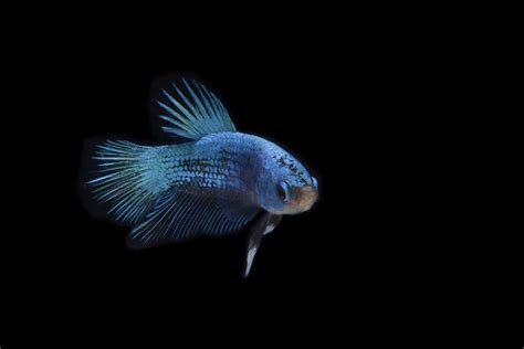 Blue-Betta-Fish | Environment Buddy