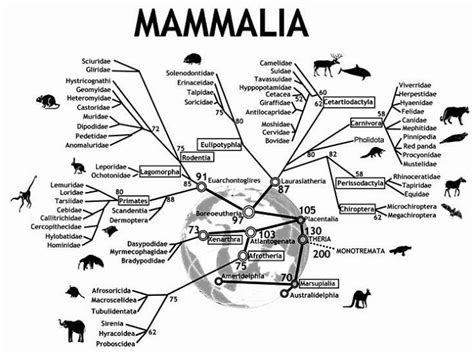 Mammals Classification Study Guide - Inspirit