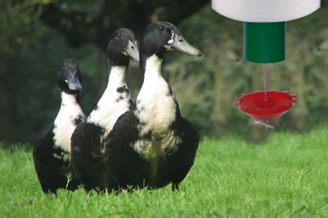 19 Best Automatic Duck Feeder ideas | duck feeder, feeder, duck