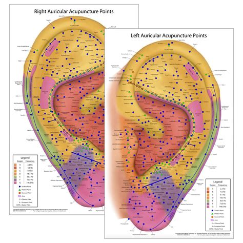 Buy Ultimate Auriculotherapy Reference Card, Showing All Ear Points, Areas, Sequences and Nogier ...