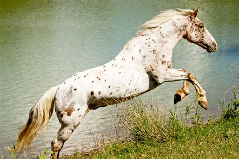 Are Appaloosa Horses Rare? Are They Good Kids Horses?