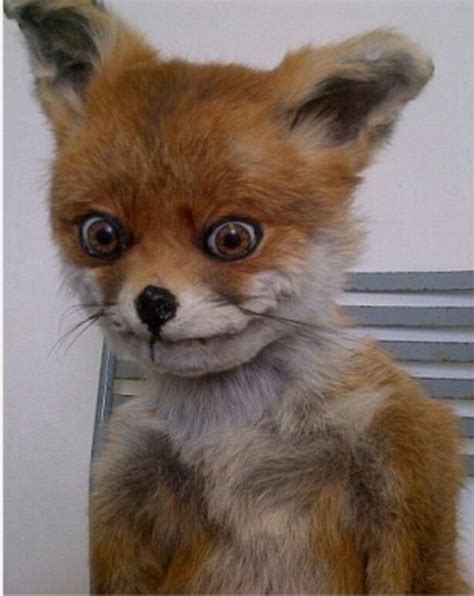 Bad Taxidermy Meme : Creepy Stuffed Fox