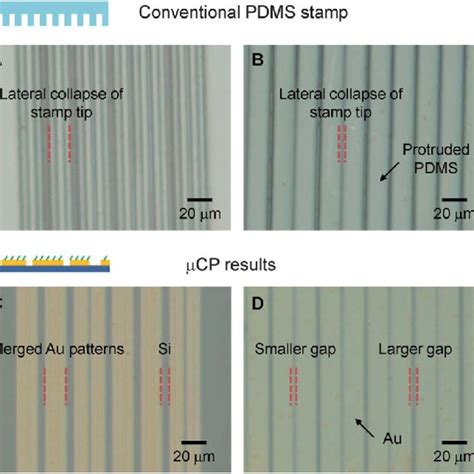 Optical images of (A and B) conventional PDMS stamps and (C and D) Au ...