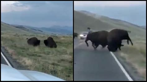 Male Bison Brawl On Yellowstone National Park Highway