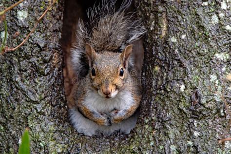 Cute Squirrel in Knothole of Tree. Stock Image - Image of squirrel, outside: 244072467