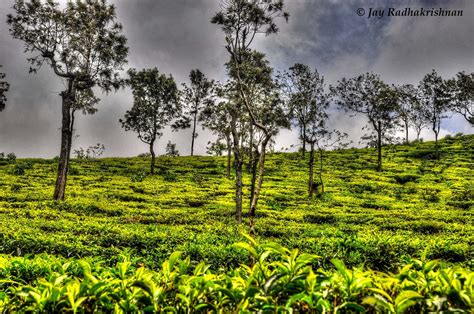 Tea Plantation, Ooty | Tea Plantation, Ooty Udhagamandalam (… | Flickr