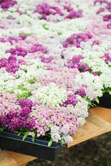 Alyssum flowers. Alyssum in sweet ... | Stock image | Colourbox