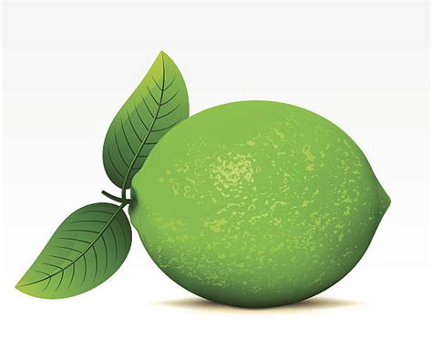 Lime Clipart | Free download on ClipArtMag