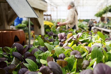 Ooltewah Nursery and Landscape blooms as pandemic prompts people to dig ...