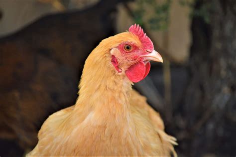 Buff Orpington Chickens: All You Need to Know About This Delightful Breed - Heritage Acres ...