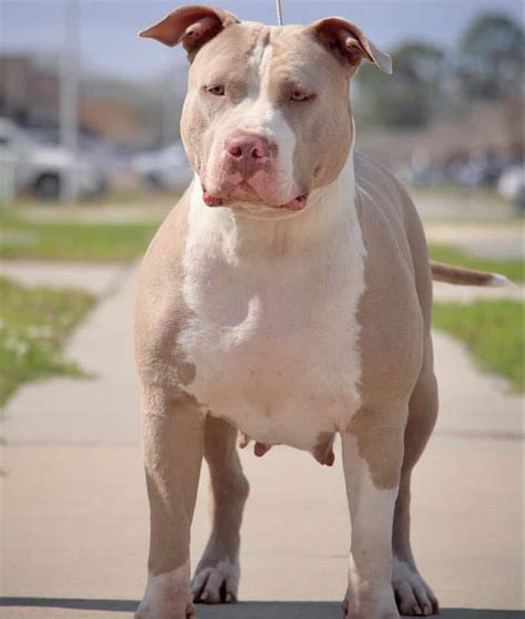 XL PITBULL PUPPIES FOR SALE | PIT BULL PUPPIES AVAILABLE NOW