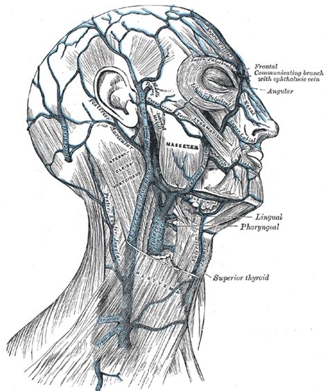 Sternocleidomastoid muscle - wikidoc