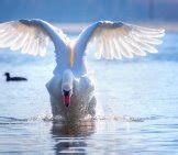 Mute Swan - Description, Habitat, Image, Diet, and Interesting Facts