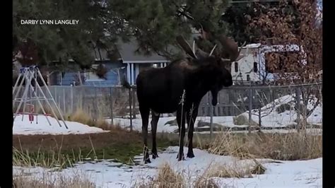 huge moose. or meese. : r/AbsoluteUnits