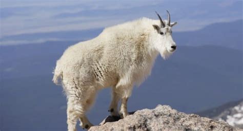 List of 15 Wild Mountain Animals with Pictures