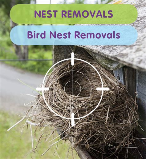 Pest Control Bird Nest Removal | Pest Control