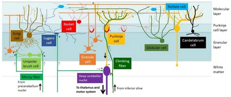 Cerebellar Cortex