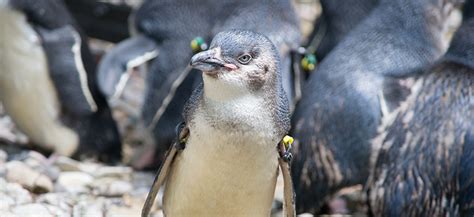 Penguin Nesting Season | Louisville Zoo