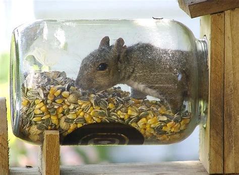 Glass Jar Squirrel Feeder - WoodWorking Projects & Plans