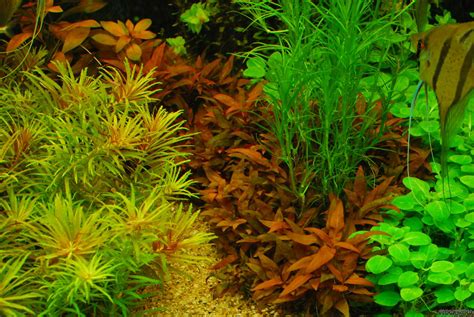 Alternanthera reineckii 'Mini' - Flowgrow Aquatic Plant Database