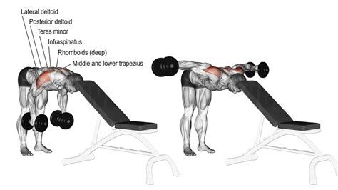 Rear Delt Fly: Muscles Worked, Benefits, Variations