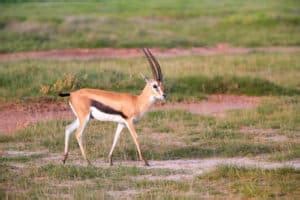 Thomson’s Gazelle Facts - Speed, Habitat, Diet & More