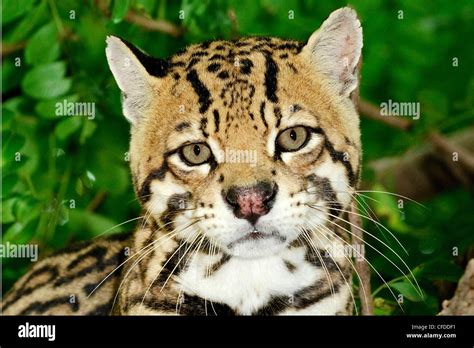 Ocelot (Felis pardalis), Pantanal wetlands, Southwestern Brazil, South America Stock Photo - Alamy