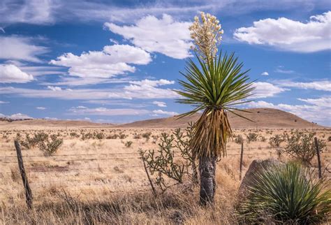 Chihuahuan Desert - A-Z Animals