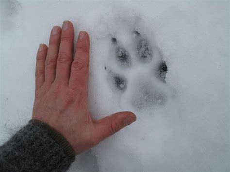 Wolf track in snow, Sweden | Winter photos, Nature animals, Photo