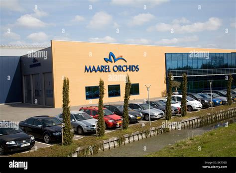 Maarel Orchids, Maasdijk, De Lier, Netherlands Stock Photo - Alamy