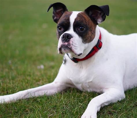 A Complete Guide to the Adorable Miniature Boxer - K9 Web