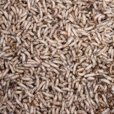 Erin's Blog: Maggots