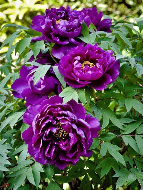 Peonia Peony Colors, Purple Peonies, Purple Flowers, Exotic Flowers ...