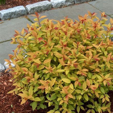 Goldflame Spirea | Deer resistant shrubs, Goldflame spirea, Deer ...