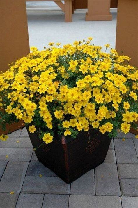 42+ Beauty Full Sun Container Plants to Decorate Yard | Container plants, Container gardening ...