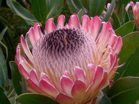 King Protea | African flowers, Fynbos, Beautiful blooms