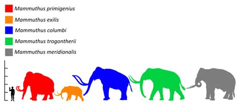 Woolly Mammoth | Paleontology World