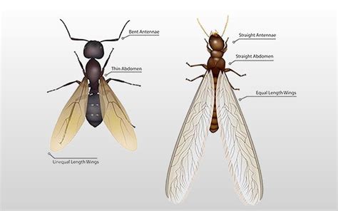 Winged Termites