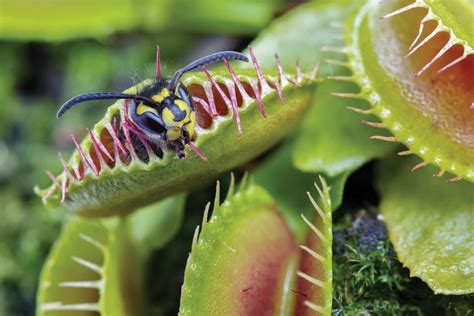 ¿Qué son las plantas carnívoras? - Parques Alegres I.A.P.