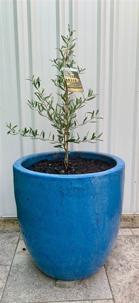 Olive | Bambalina Dwarf Ornamental – Buy Now from Fruit Tree Cottage