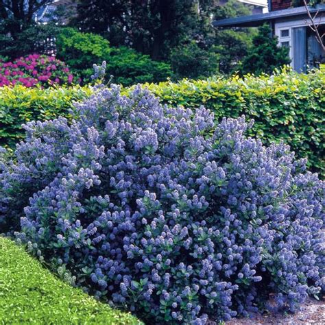 Beautiful Ceanothus Shrubs In The Yard | Bushes and shrubs, Planting shrubs, Flowering shrubs