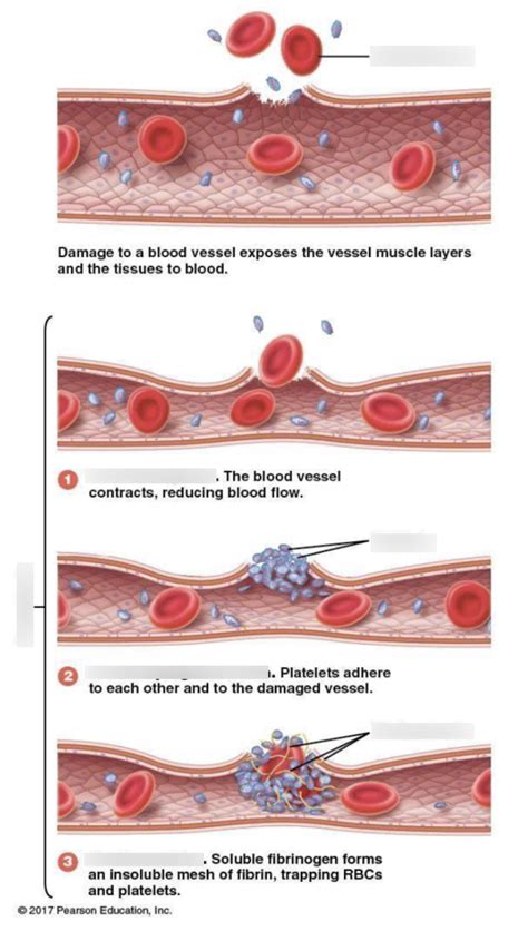 Stages of Hemostasis Diagram Diagram | Quizlet