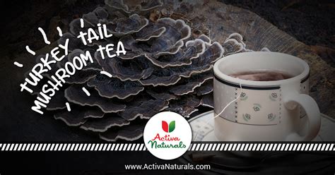 Turkey Tail Mushroom Tea – Activa Naturals