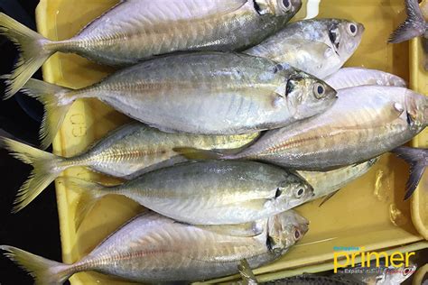 Market Guide to Common Fishes in the Philippines | Philippine Primer