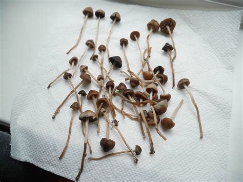 Liberty Cap Identification - Mushroom Hunting and Identification - Shroomery Message Board