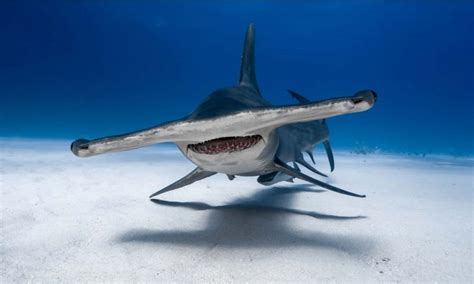 20 Hammerhead Shark Facts For Kids - Facts.net