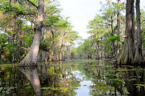 8,100+ Louisiana Swamp Stock Photos, Pictures & Royalty-Free Images ...