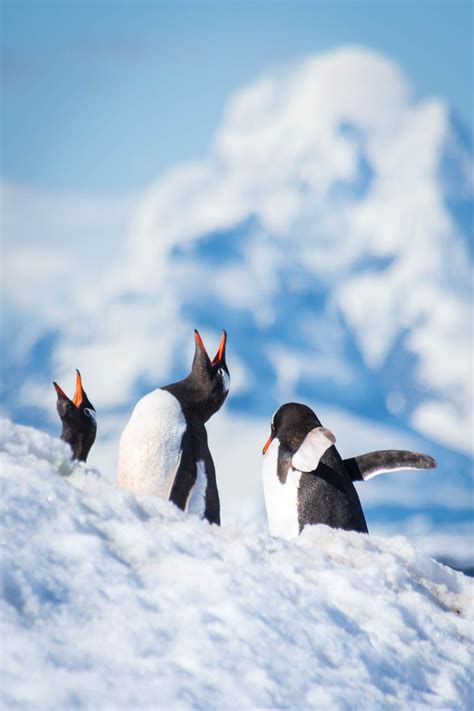 Antarctica photography tips: a guide for stunning photos