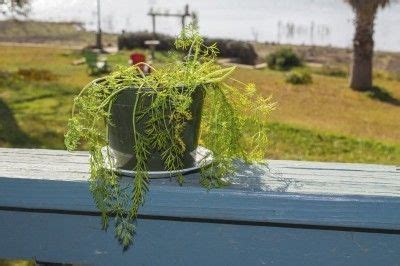 Care Of Dill In Pots - How To Grow Dill In Containers | How to grow dill, Plants, Garden plant stand